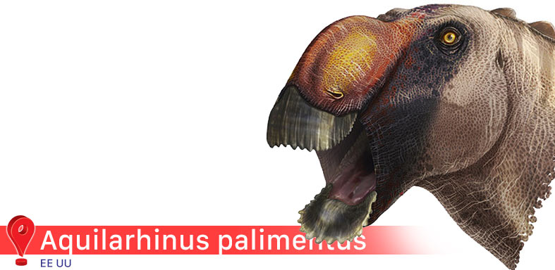 Aquilarhinus palimentus 