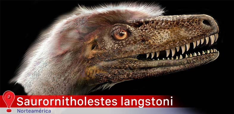 Saurornitholestes langstoni