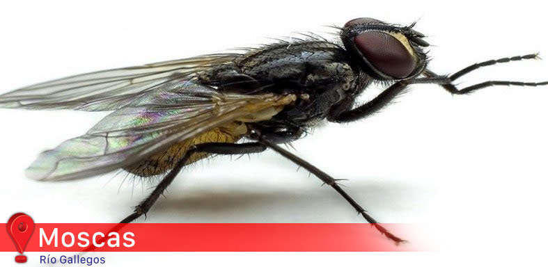 Advierten el uso de insecticidas de dudosa procedencia