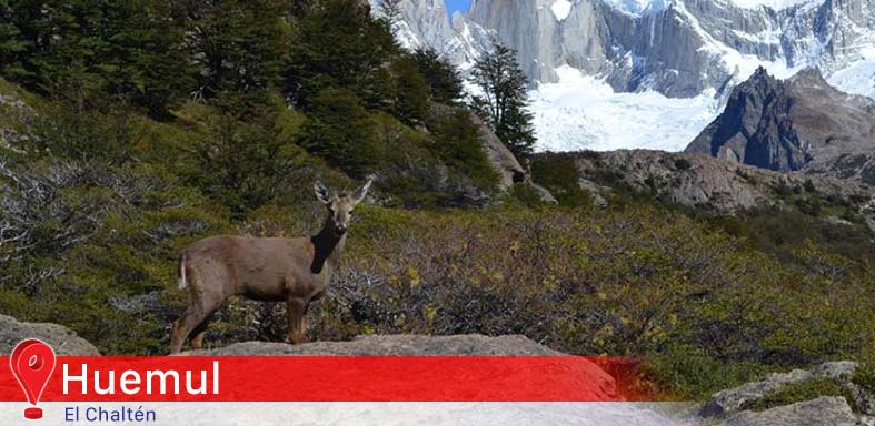 Huemul El Chaltén