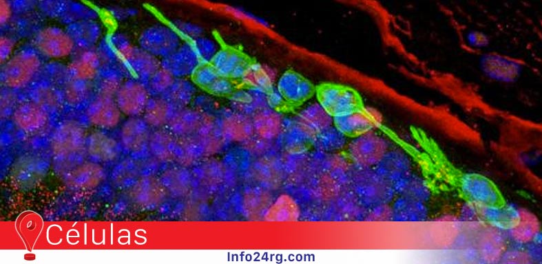 células fotorreceptoras