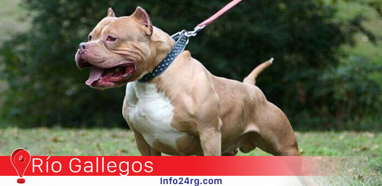 razas peligrosas