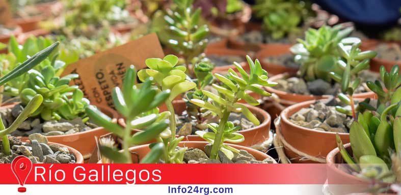 Regalaron 500 plantines 
