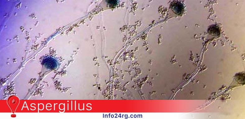 aspergillus