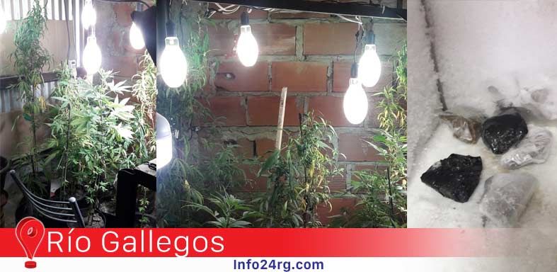  secuestran 14 plantas de cannabis