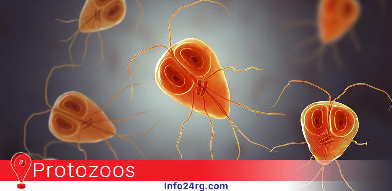 Toxoplasma gondii