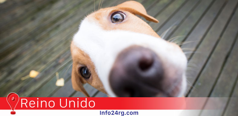 perros