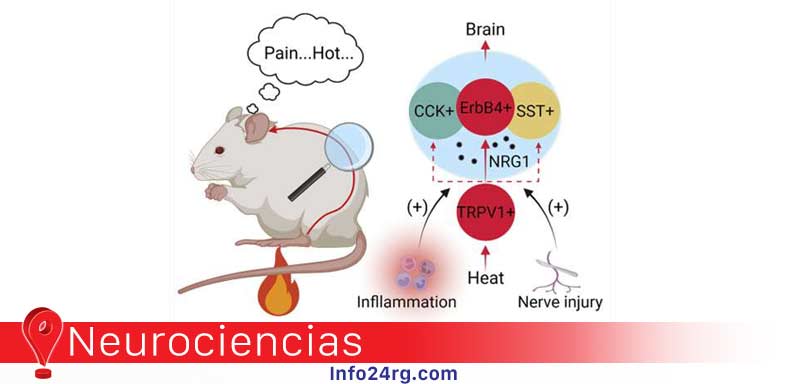 neurociencias