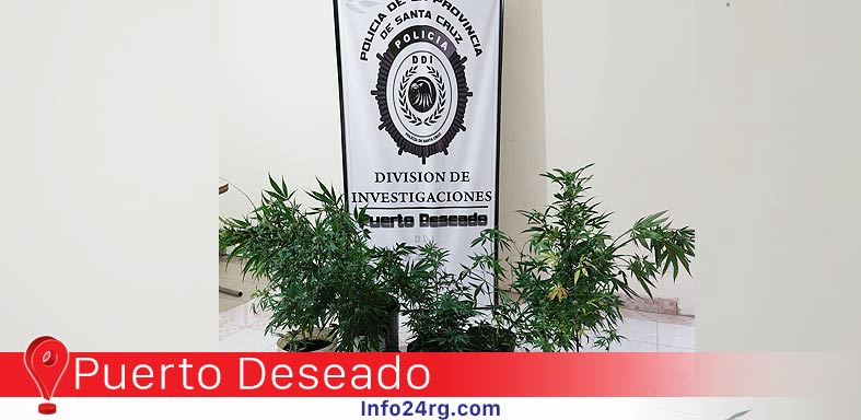 Allanan por una causa de robo y encuentran Marihuana