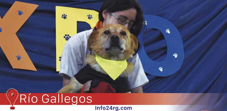 adoptaron más de veinte perros y gatos 