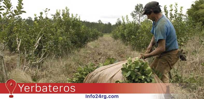 Yerbateros en Pie de Lucha