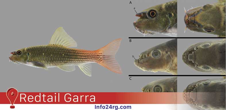 redtail garra