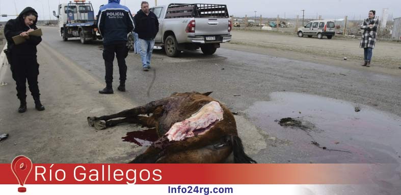 Camioneta choca con equino