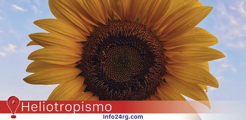 Girasol heliotropismo