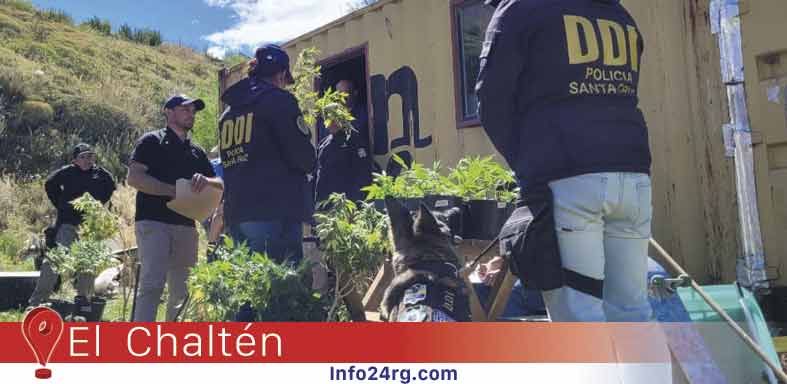 Desmantelan cultivo ilegal de marihuana 