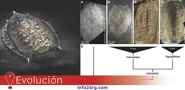 Helmetia expansa