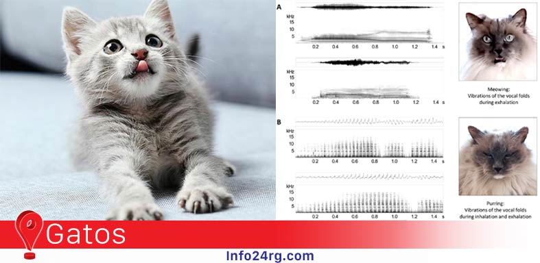 los gatos "dicen quiénes son"