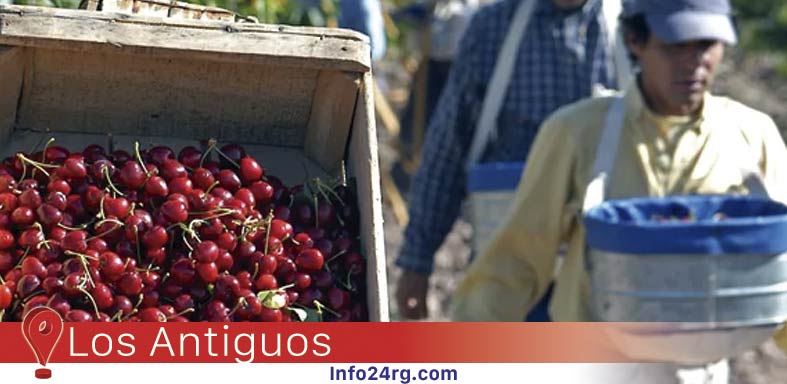 “Nos están dejando solos”: Productores de Los Antiguos denuncian abandono del sector agropecuario