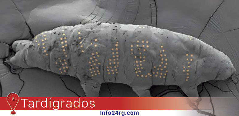tardígrados