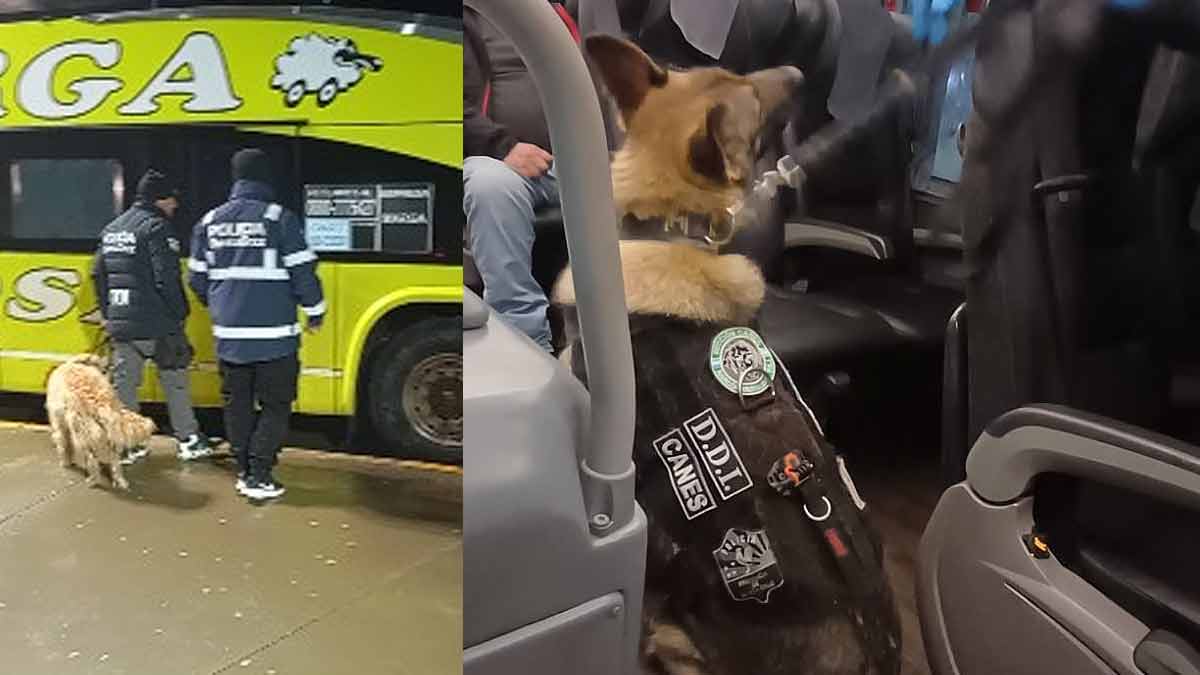 San Julián: controlaron 186 pasajeros y detectaron cinco medidas judiciales vigentes