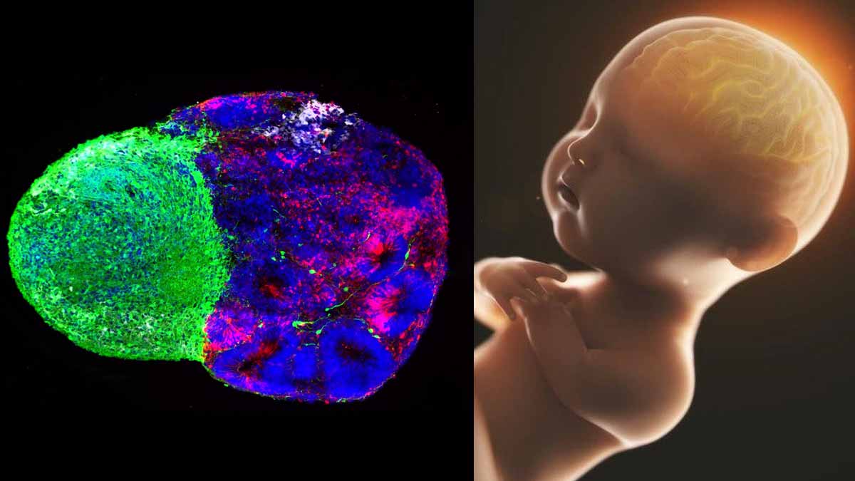 Descubren dos misteriosas señales que ayudan a construir el cerebro humano antes de nacer