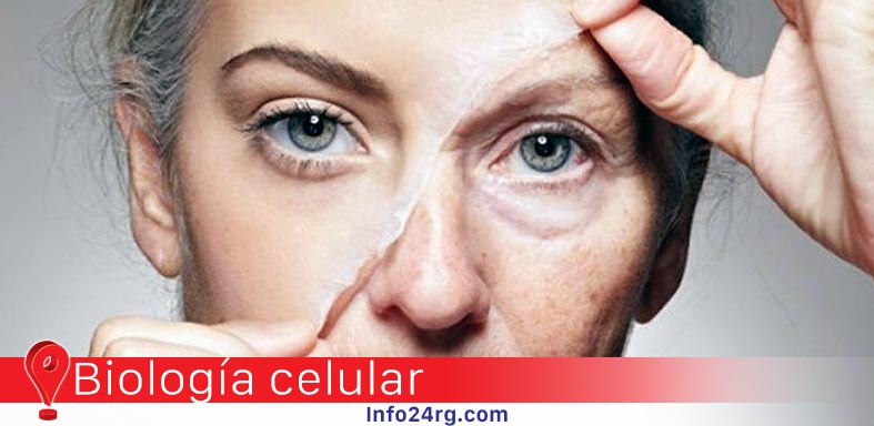 Un experimento logra “rejuvenecer” células de la piel