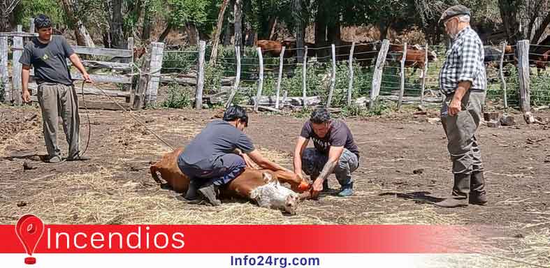 Emergencia en Chubut: INTA 