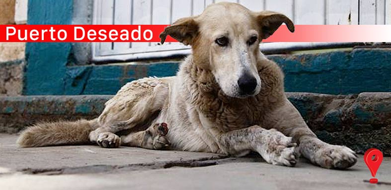 Aprueban la matanza de animales, denuncian un retroceso a la Barbarie