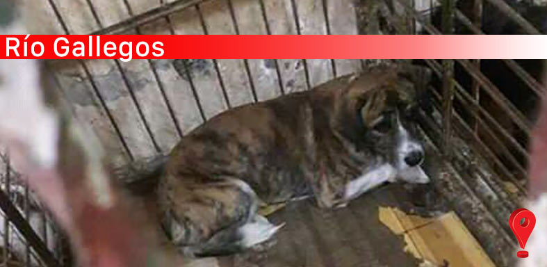 Encierros, falta de castraciones